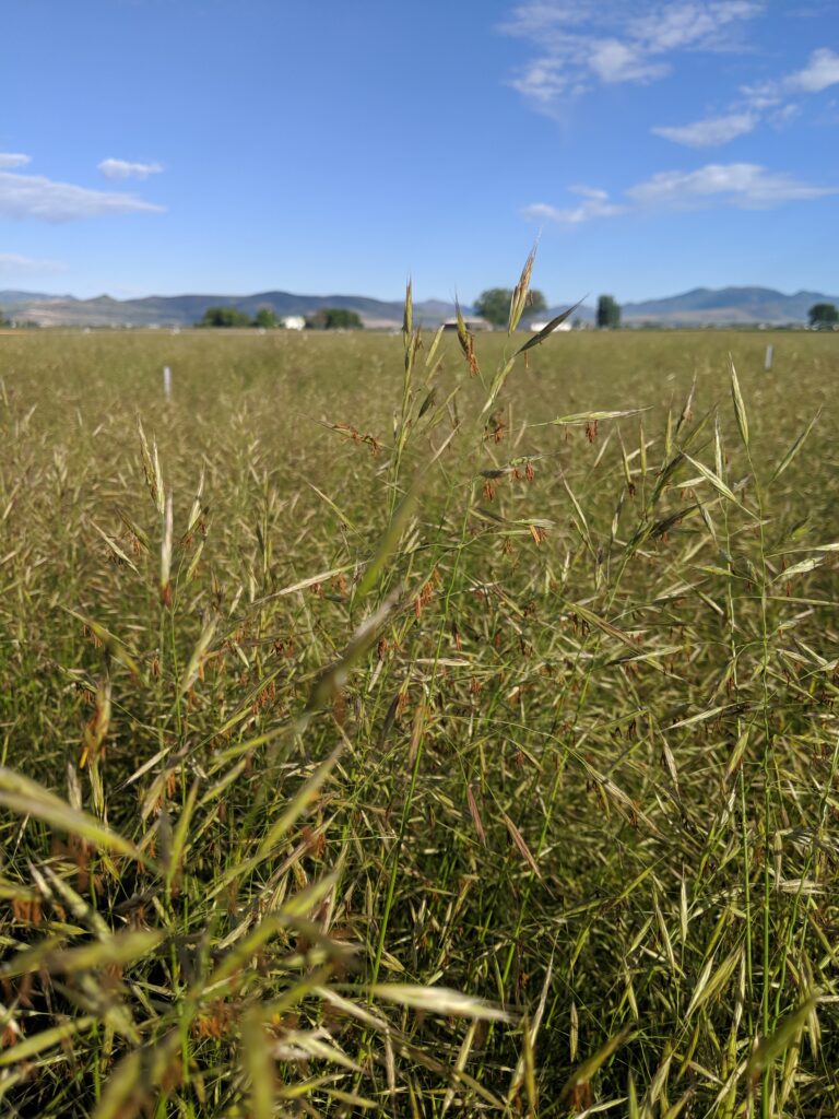 Field of native grass with blue sky in the background