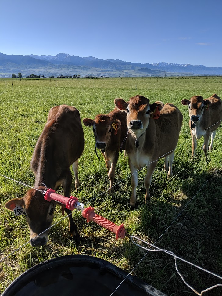 Four Jersey Cows standing in a green pasture in front of a red and white electric fence.